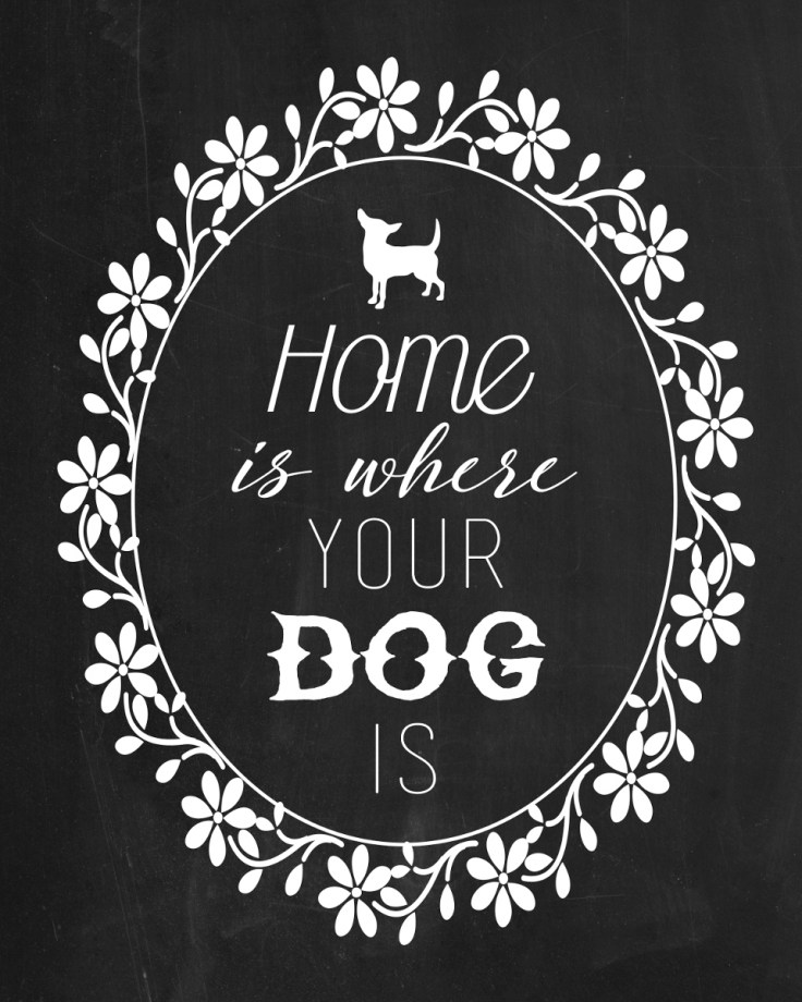 TCM-HomeIs-Xoloitzcuintli